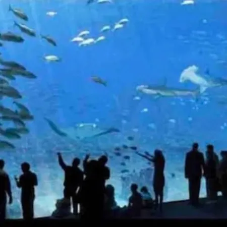 L'amazonia : Face A La Basilique Parking Gratuit *