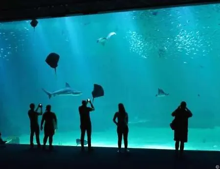 公寓 L'amazonia : Face A La Basilique Parking Gratuit